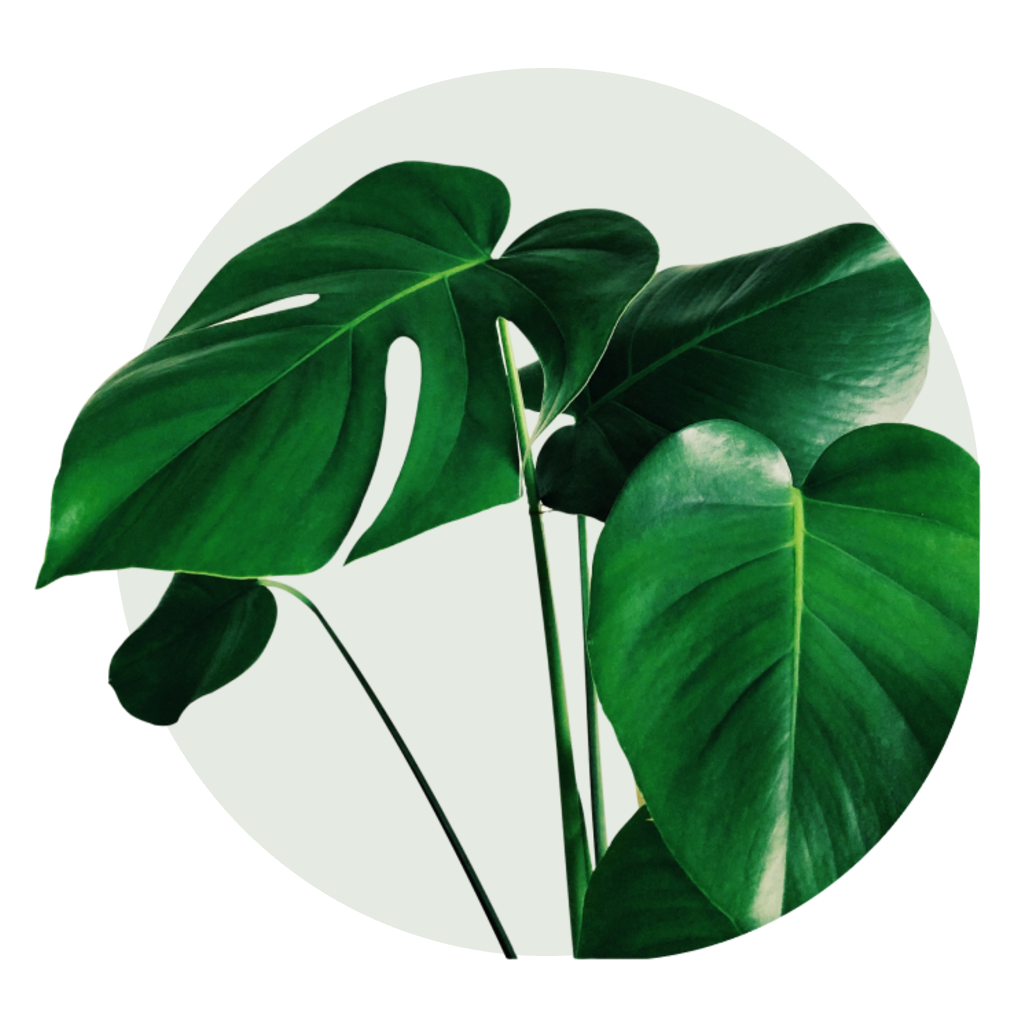 Image of monstera plant leaves desktop