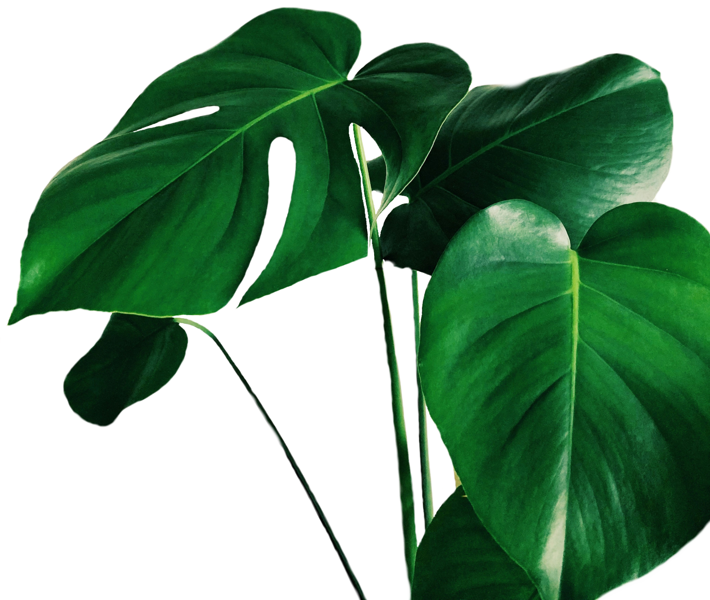 Image of monstera plant leaves mobile