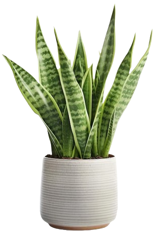 snake plant